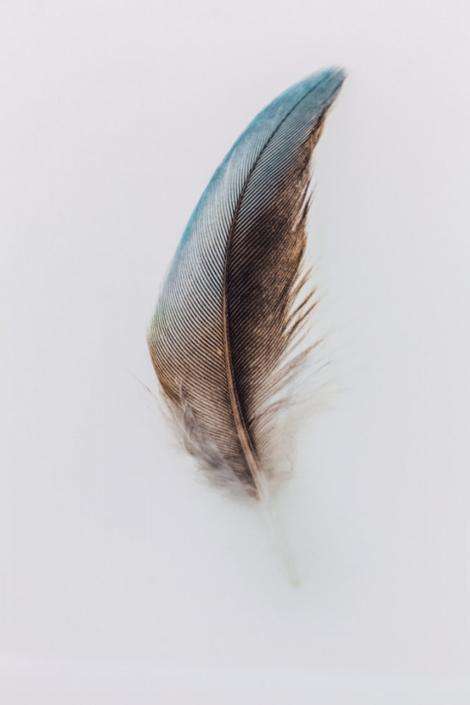 A Feather Studies Image for Tiffany & Co. Sydney by Jared Fowler